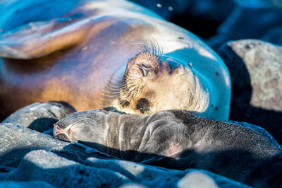 291215 Galapagos-6